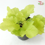 Heuchera Asst P140《矾根》（Random Choose Color)