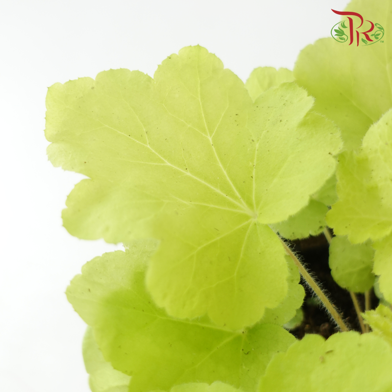 Heuchera Asst P140《矾根》（Random Choose Color)