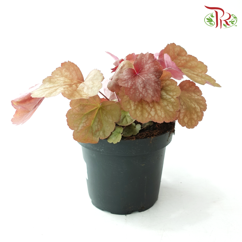 Heuchera Asst P140《矾根》（Random Choose Color)