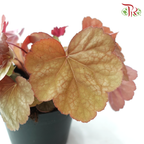 Heuchera Asst P140《矾根》（Random Choose Color)