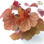 Heuchera Asst P140《矾根》（Random Choose Color)