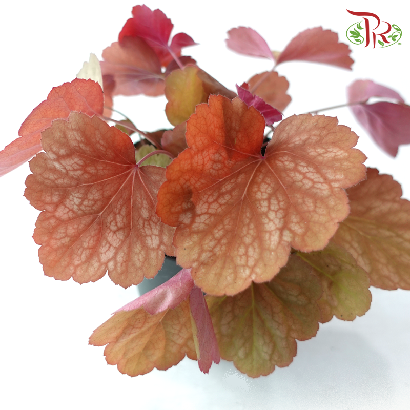 Heuchera Asst P140《矾根》（Random Choose Color)