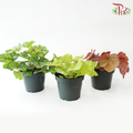 Heuchera Asst P140《矾根》（Random Choose Color)
