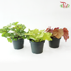 Heuchera Asst P140《矾根》（Random Choose Color)