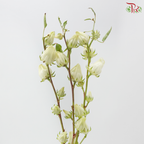 Hibiscus Sabdariffa (3 Stems)