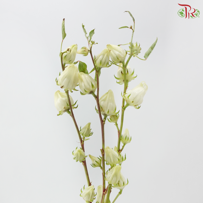 Hibiscus Sabdariffa (3 Stems)