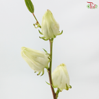 Hibiscus Sabdariffa (3 Stems)