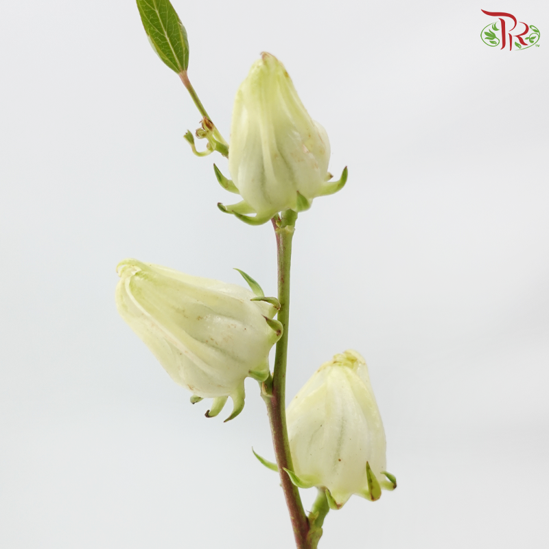 Hibiscus Sabdariffa (3 Stems)