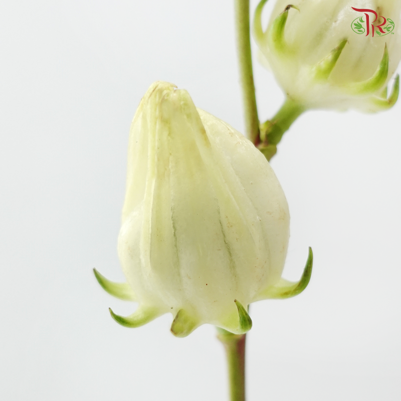 Hibiscus Sabdariffa (3 Stems)