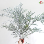 Hinoki Silver Lining (Per Bunch)