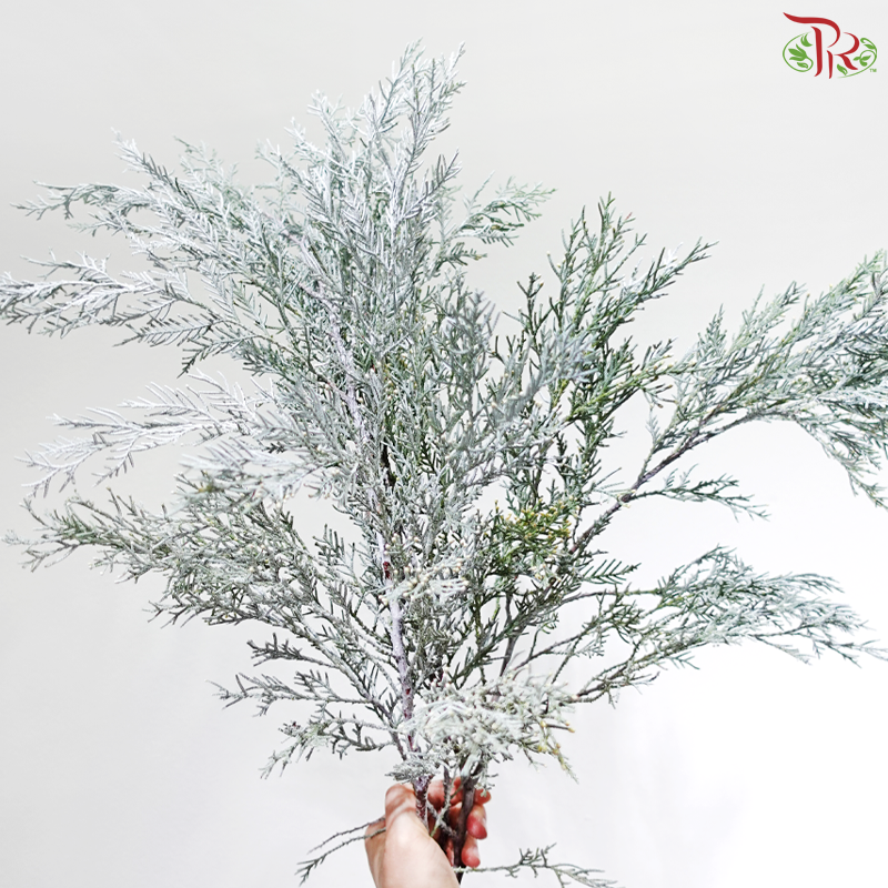 Hinoki Silver Lining (Per Bunch)