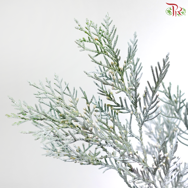 Hinoki Silver Lining (Per Bunch)