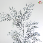 Hinoki Silver Lining (Per Bunch)