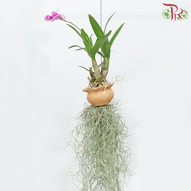 Tillandsia (Air Plant) - Attached with Dendrobium Orchid《空气凤梨》- (Randomly Selected) - Pudu Ria Florist