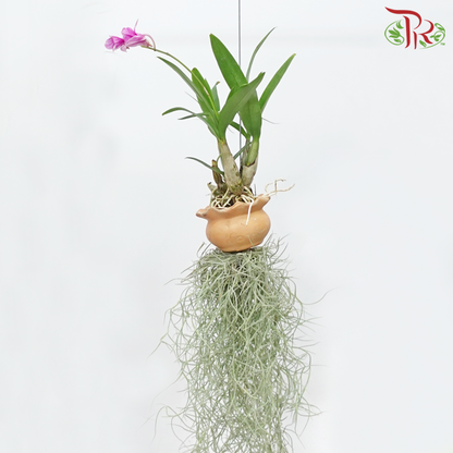 Tillandsia (Air Plant) - Attached with Dendrobium Orchid《空气凤梨》- (Randomly Selected) - Pudu Ria Florist