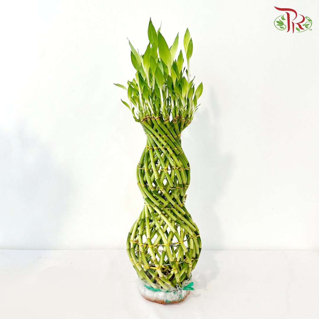 Hu Lu Bamboo 葫芦竹 (With Size Option)