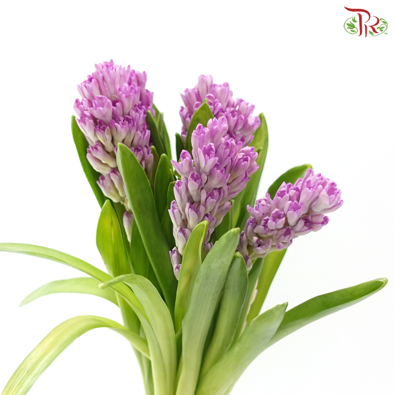 Hyacinthus - Purple Sensation (5 Stems)