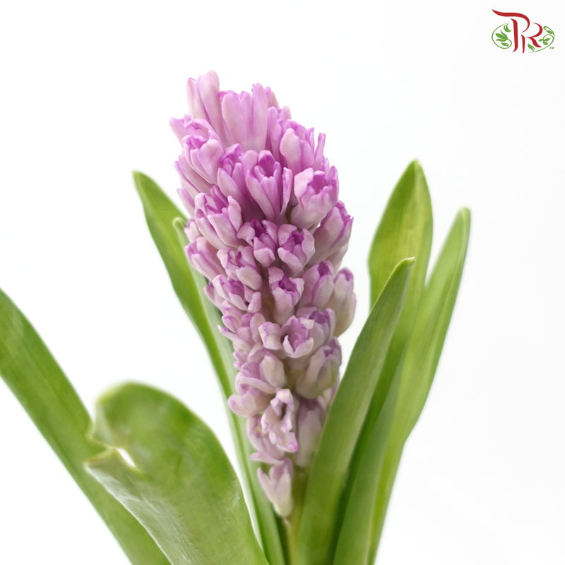 Hyacinthus - Purple Sensation (5 Stems)