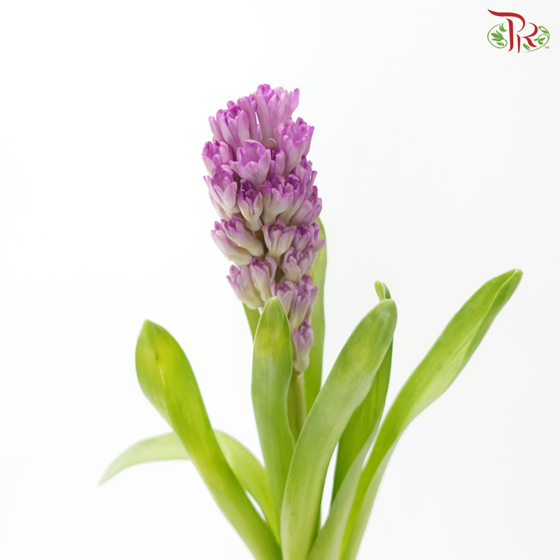 Hyacinthus - Purple Sensation (5 Stems)
