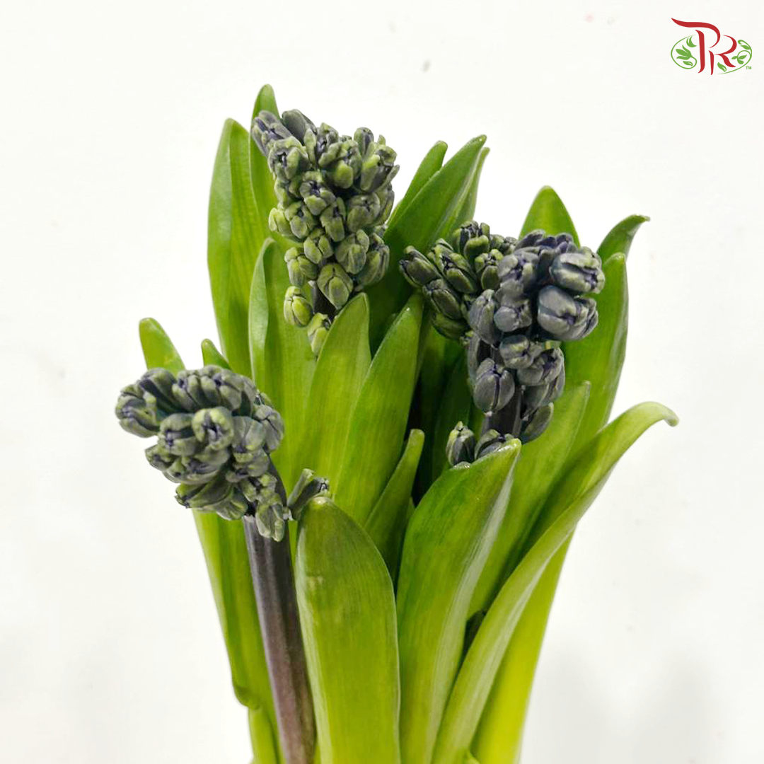 Hyacinthus - Purple (5 Stems)  *Fragile