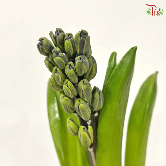 Hyacinthus - Purple (5 Stems)  *Fragile