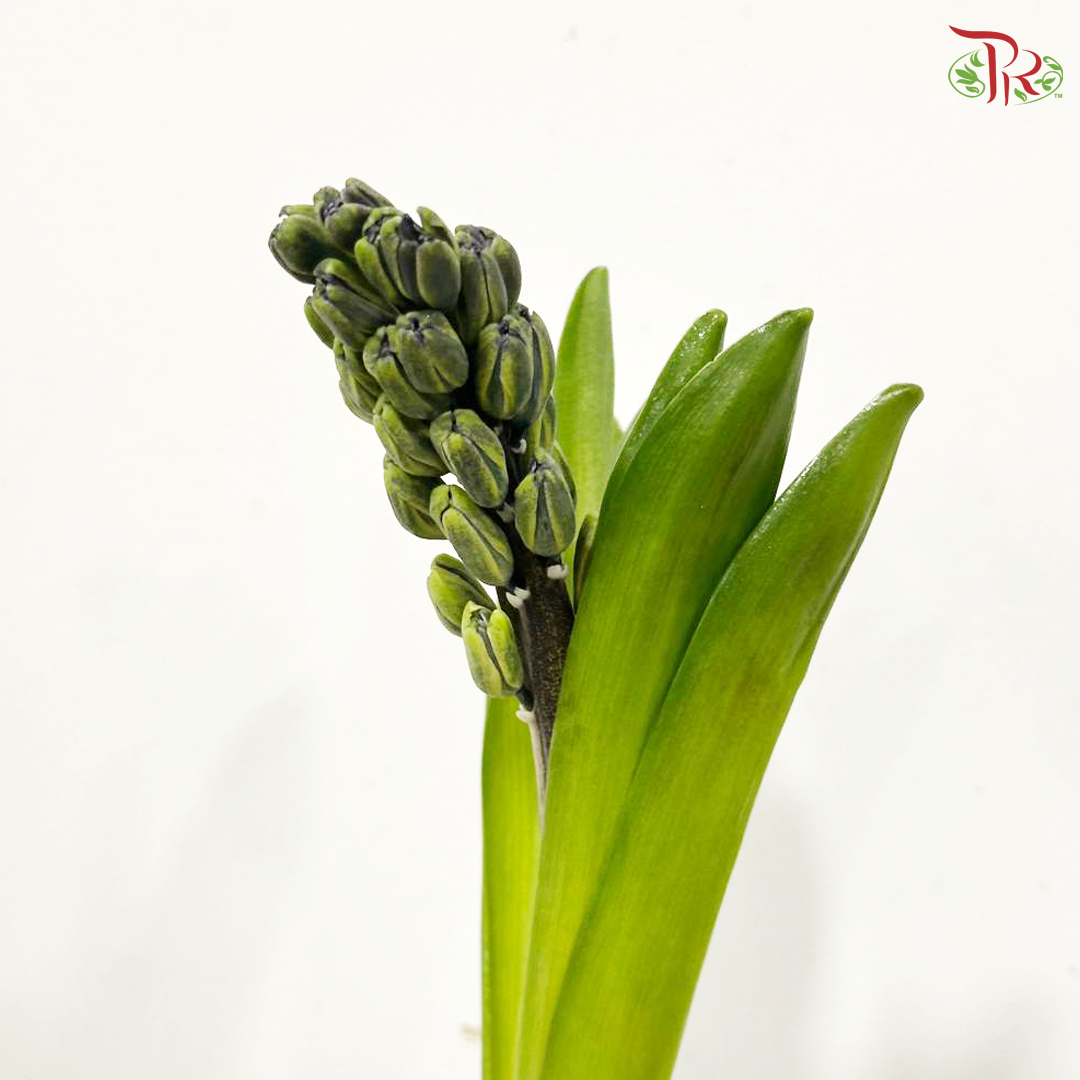 Hyacinthus - Purple (5 Stems)  *Fragile