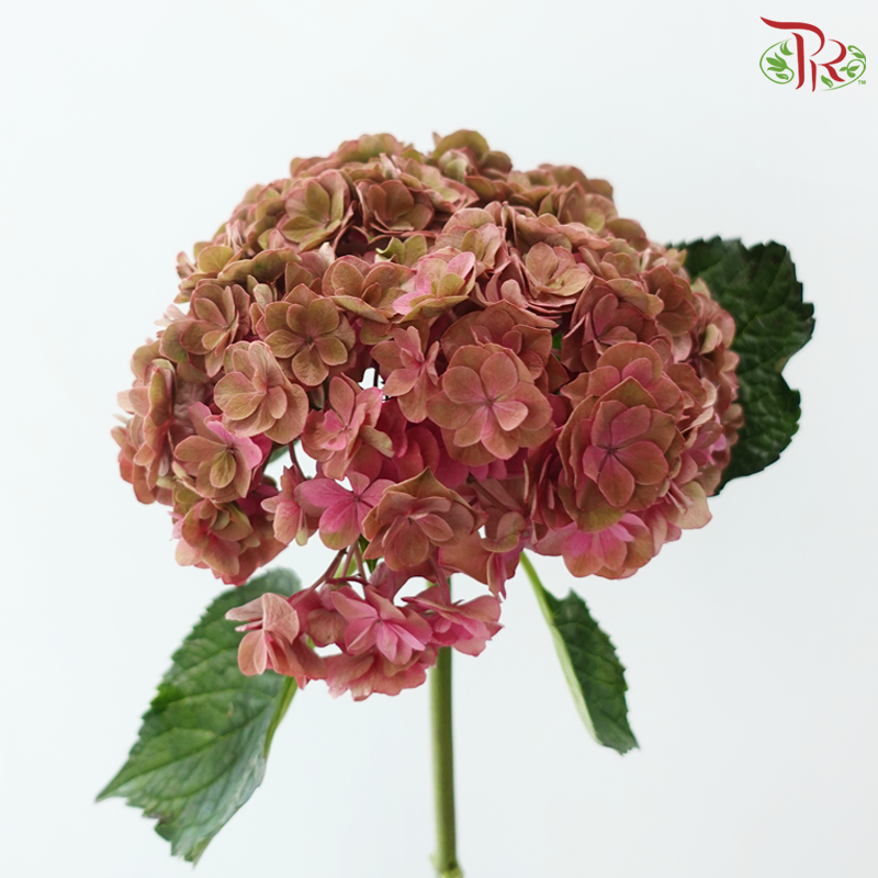 Hydrangea - Bicolour Pink With Green (Per Stem)