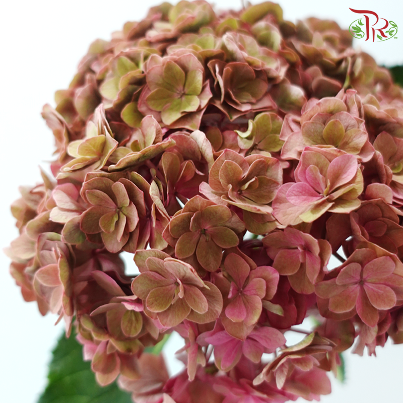 Hydrangea - Bicolour Pink With Green (Per Stem)