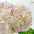 Hydrangea Sharp Petals - Light Pink (Per Stem)