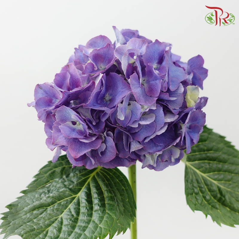 Hydrangea - Bicolour Purple & Blue (Per Stem)