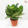 Hydrangea P150《绣球花》