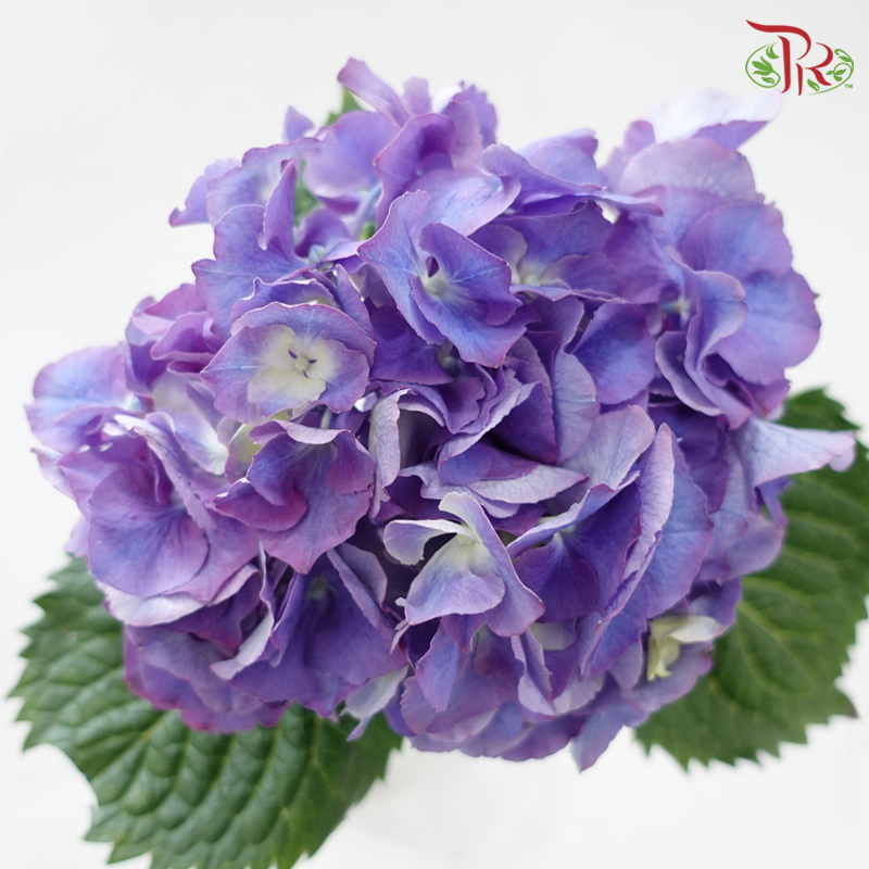 Hydrangea - Bicolour Purple & Blue (Per Stem)