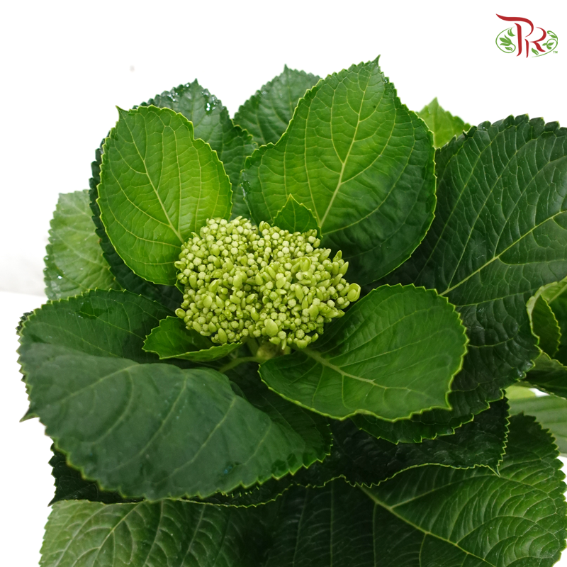 Hydrangea P150《绣球花》