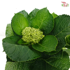 Hydrangea P150《绣球花》
