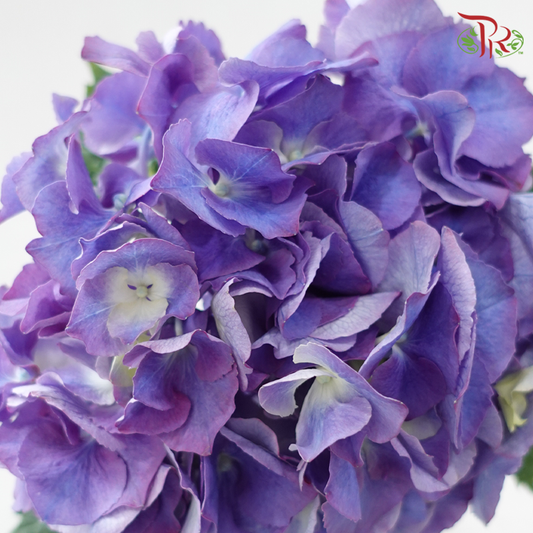 Hydrangea - Bicolour Purple & Blue (Per Stem)