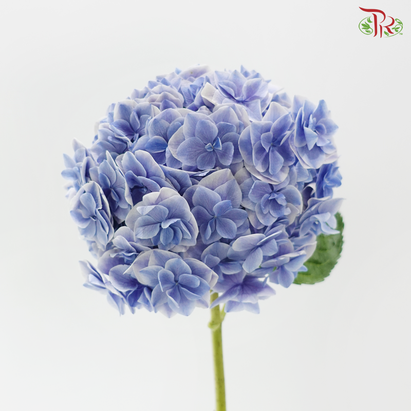 Hydrangea - Sharp Petals Blue With Outline (Per Stem)