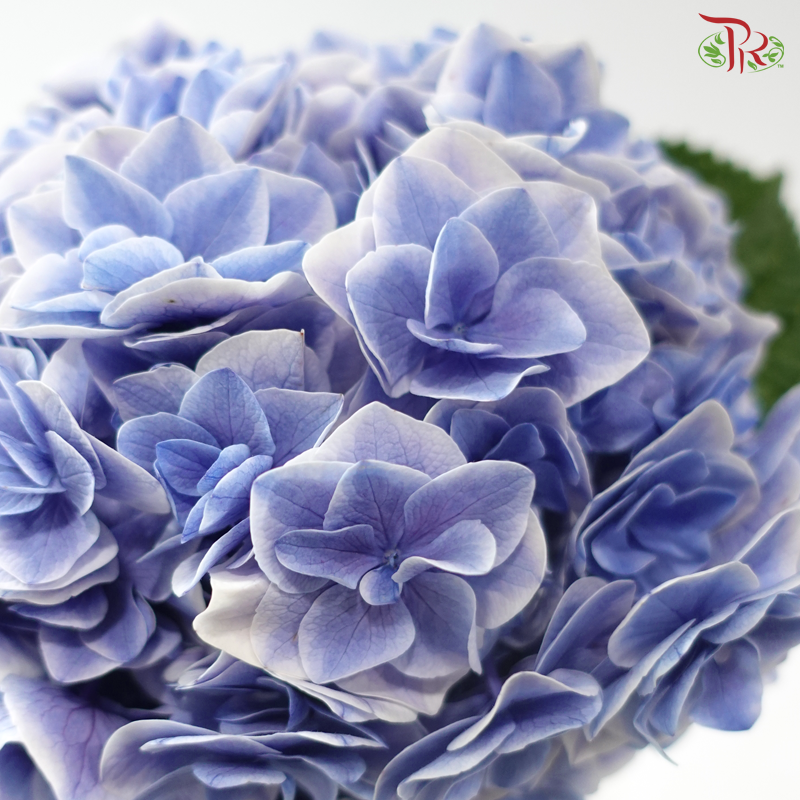 Hydrangea - Sharp Petals Blue With Outline (Per Stem)
