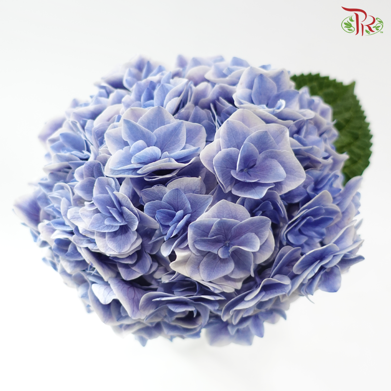 Hydrangea - Sharp Petals Blue With Outline (Per Stem)