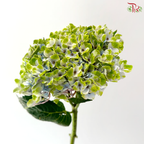 Hydrangea - Bicolour Light Green & Blue (Per Stem)
