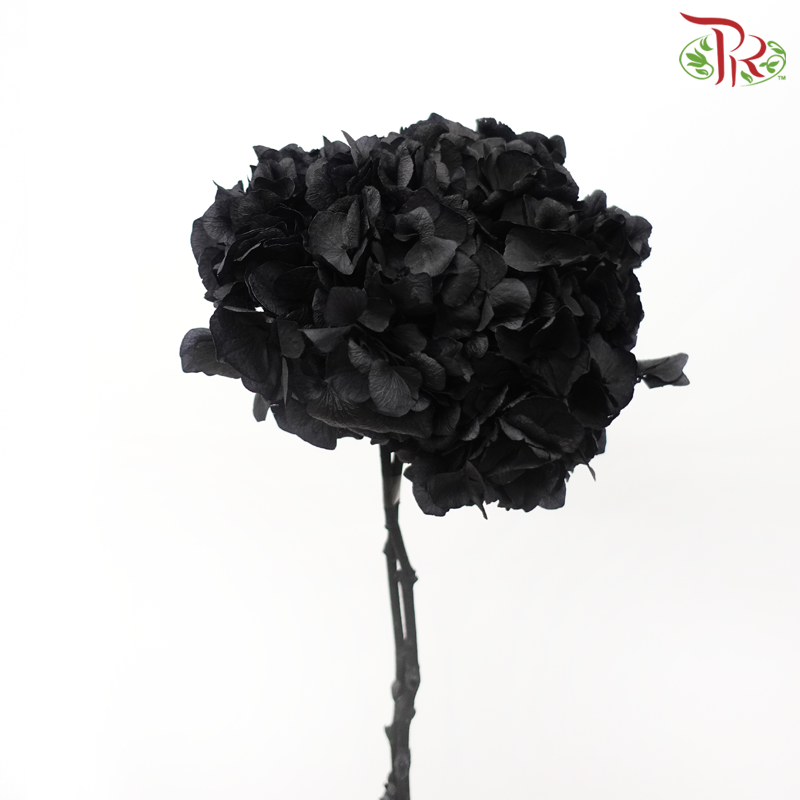 Preserved Hydrangea - Black (Per Stem)