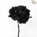 Preserved Hydrangea - Black (Per Stem)