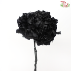 Preserved Hydrangea - Black (Per Stem)