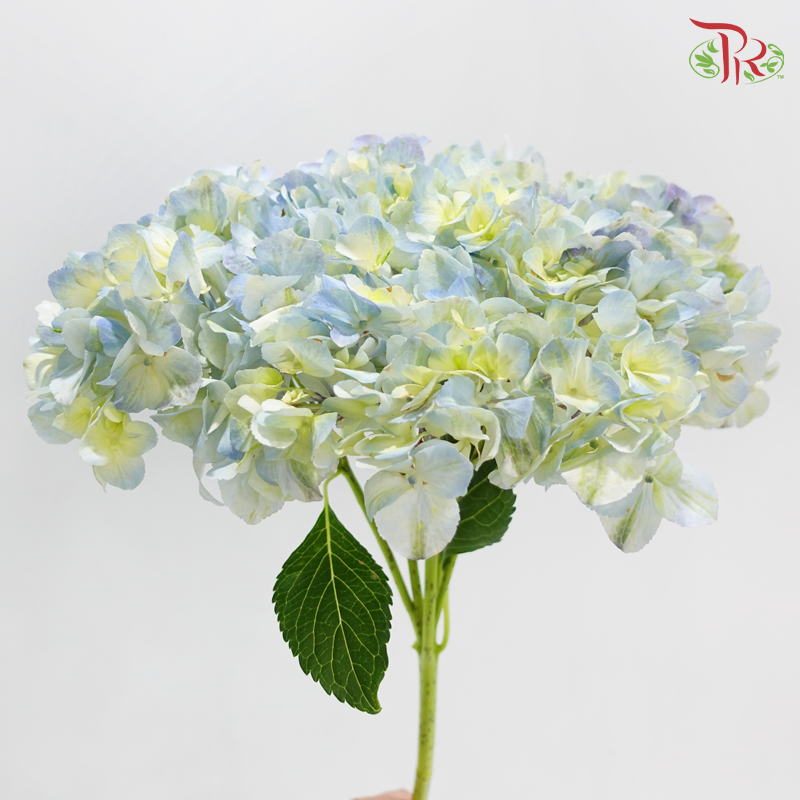 Hydrangea - Bicolour Light Blue & Green (Per Stem)