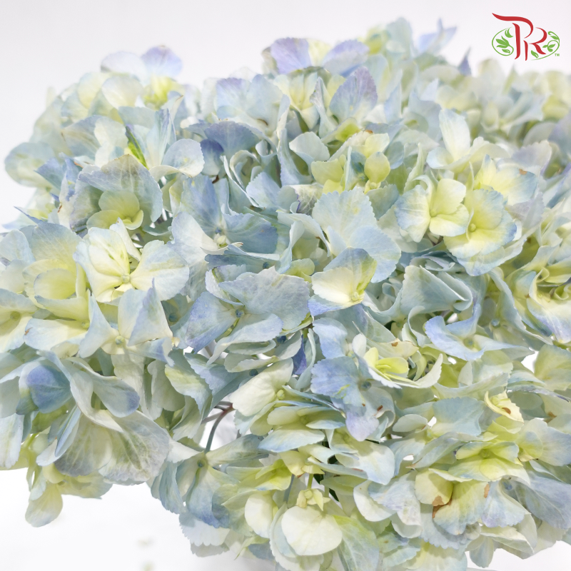 Hydrangea - Bicolour Light Blue & Green (Per Stem)