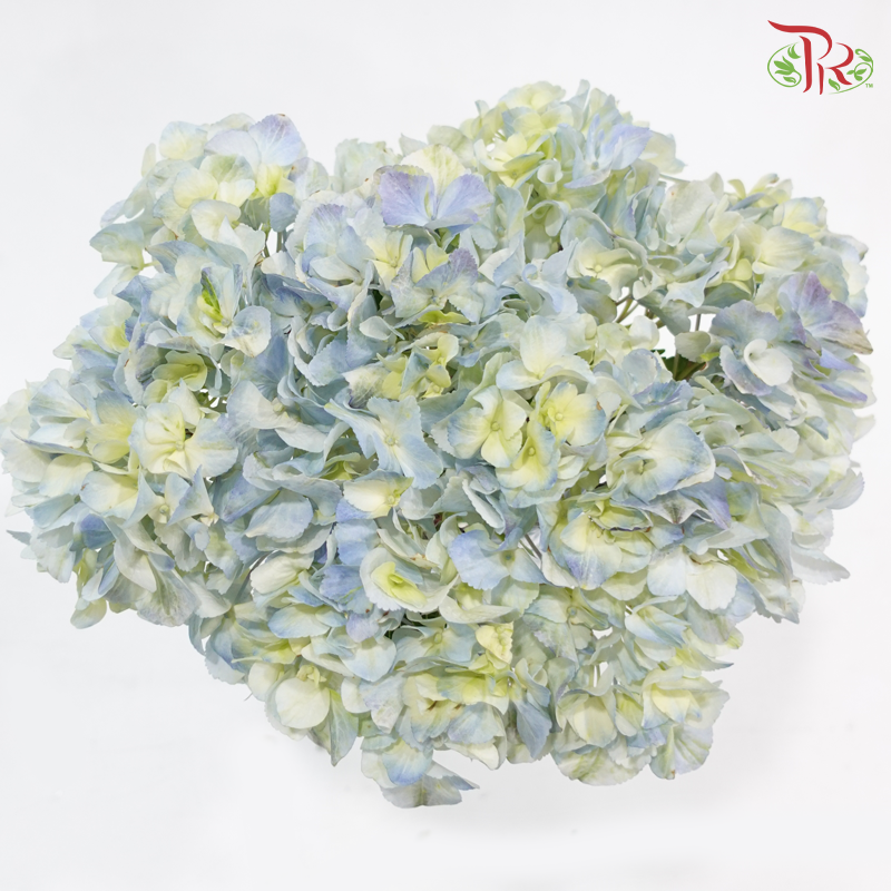 Hydrangea - Bicolour Light Blue & Green (Per Stem)