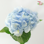 Hydrangea - Sky Blue (Per Stem)