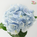 Hydrangea - Sky Blue (Per Stem)