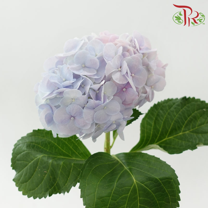 Hydrangea - Bicolour Blue, Pink & Lilac (Per Stem)