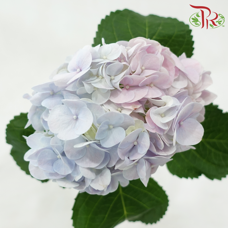Hydrangea - Bicolour Blue, Pink & Lilac (Per Stem)
