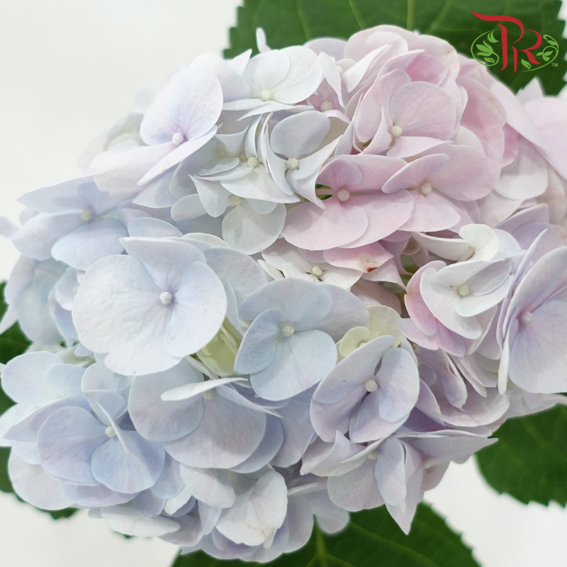 Hydrangea - Bicolour Blue, Pink & Lilac (Per Stem)